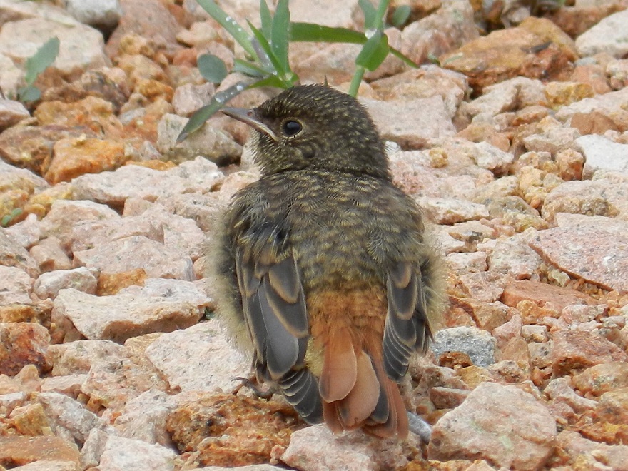 Un giovane Codirosso comune (Phoenicurus phoenicurus)